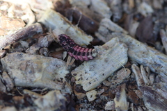Nyctophila colorata