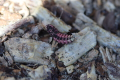 Nyctophila colorata