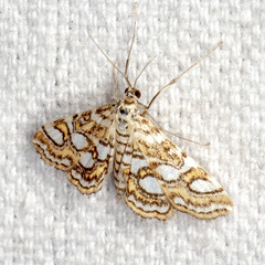 Elophila ekthlipsis