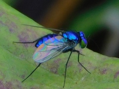 Condylostylus mundus