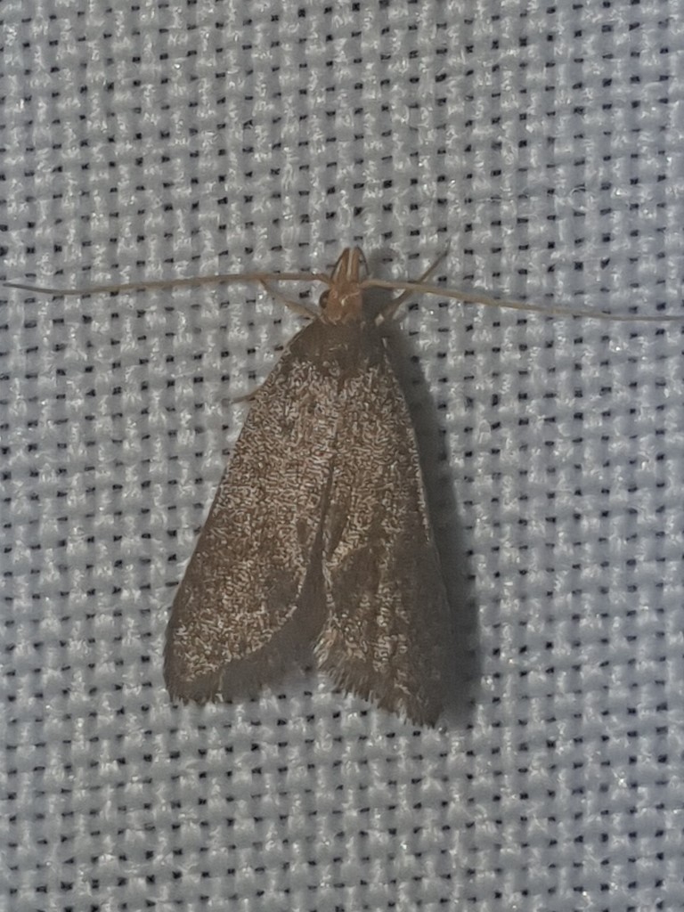 Eurodachtha pallicornella