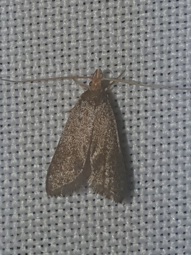 Eurodachtha pallicornella