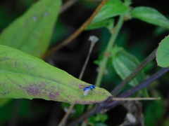 Condylostylus mundus