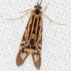 Macrostemum zebratum