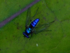 Condylostylus mundus