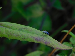 Condylostylus mundus
