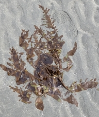 Desmarestia herbacea