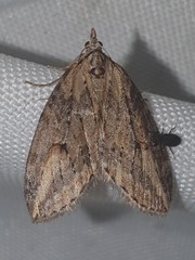 Chesias isabella