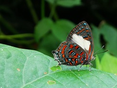 Hypochrysops polycletus