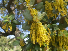 Quercus rotundifolia
