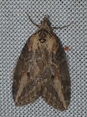 Chesias isabella