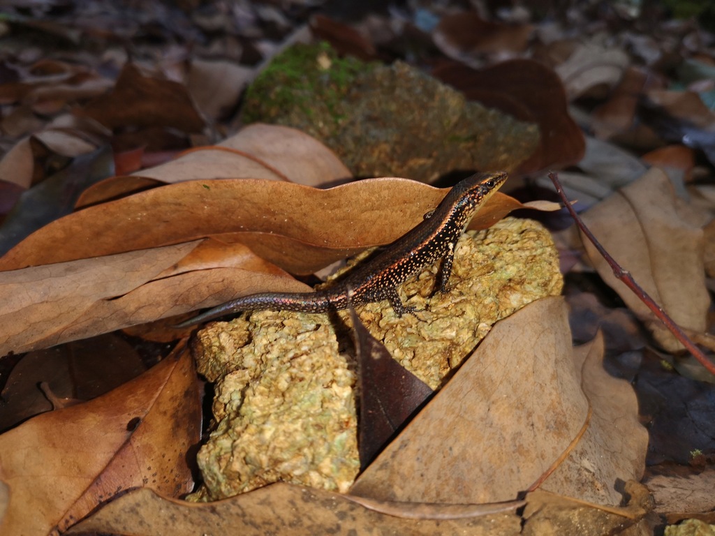 Baudin's Skink