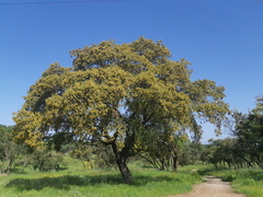 Quercus rotundifolia