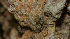 Philotarsidae