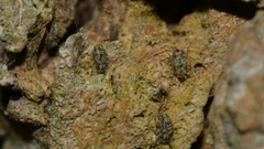 Philotarsidae