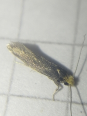 Monopis imella