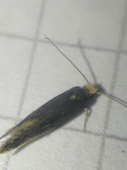 Monopis imella