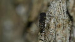 Nimbopsocus