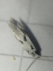 Nemapogon picarella