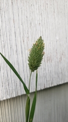 Phalaris canariensis