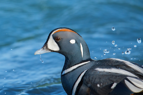 Harlequin Duck