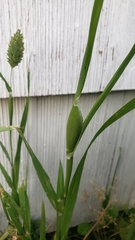 Phalaris canariensis