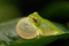Raorchestes jayarami