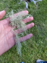 Usnea trichodea