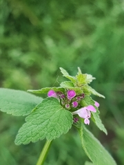 Lamium purpureum