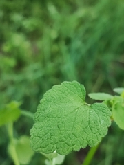 Lamium purpureum