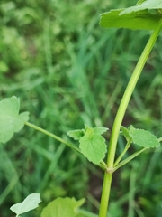 Lamium purpureum