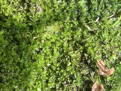 Solenostoma gracillimum