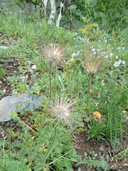 Pulsatilla albana