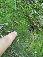 Solenostoma gracillimum