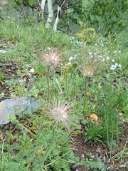 Pulsatilla albana