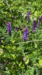 Vicia villosa