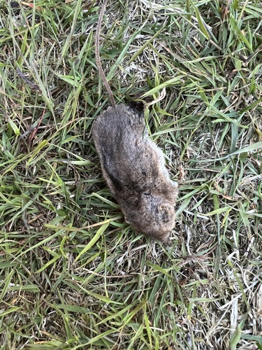 Cinereus Shrew