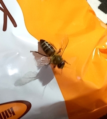Apis mellifera