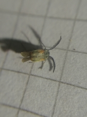 Kytorhinus quadriplagiatus