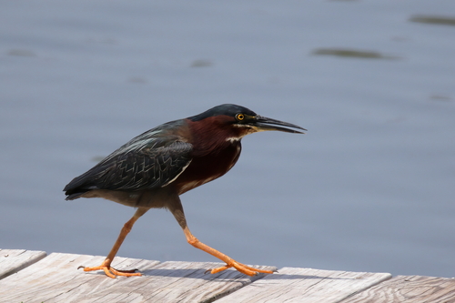 Green Heron photographed in Mississippi