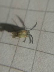 Kytorhinus quadriplagiatus