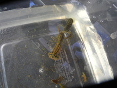 Cambarellus shufeldtii