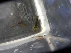 Cambarellus shufeldtii