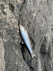 Alosa pseudoharengus