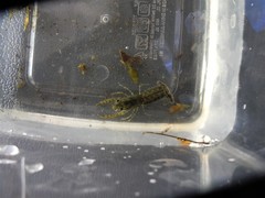 Cambarellus shufeldtii