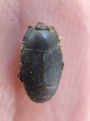 Histeroidea