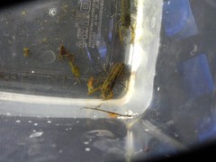 Cambarellus shufeldtii