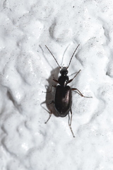 Limodromus assimilis