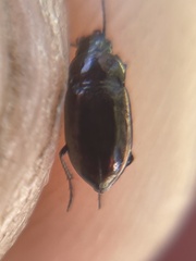 Trachypachus gibbsii