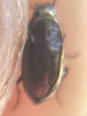 Trachypachus gibbsii